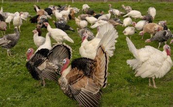 Looking for an alternative Thanksgiving? Try ‘adopting’ a turkey