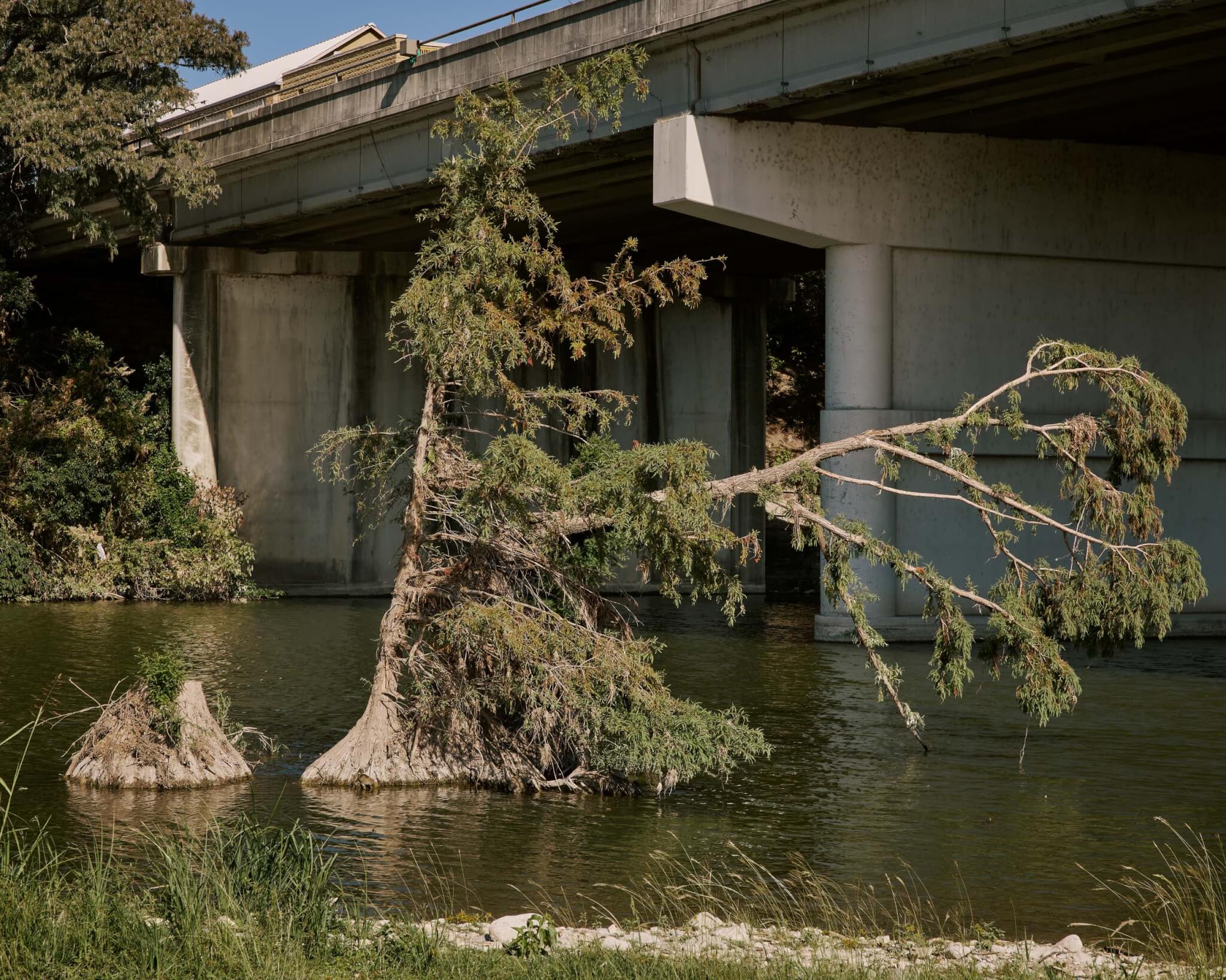 tree and debris in river
