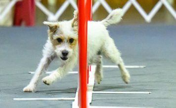 Wowed by the agility dogs at the Westminster show? A winning handler explains how it’s done