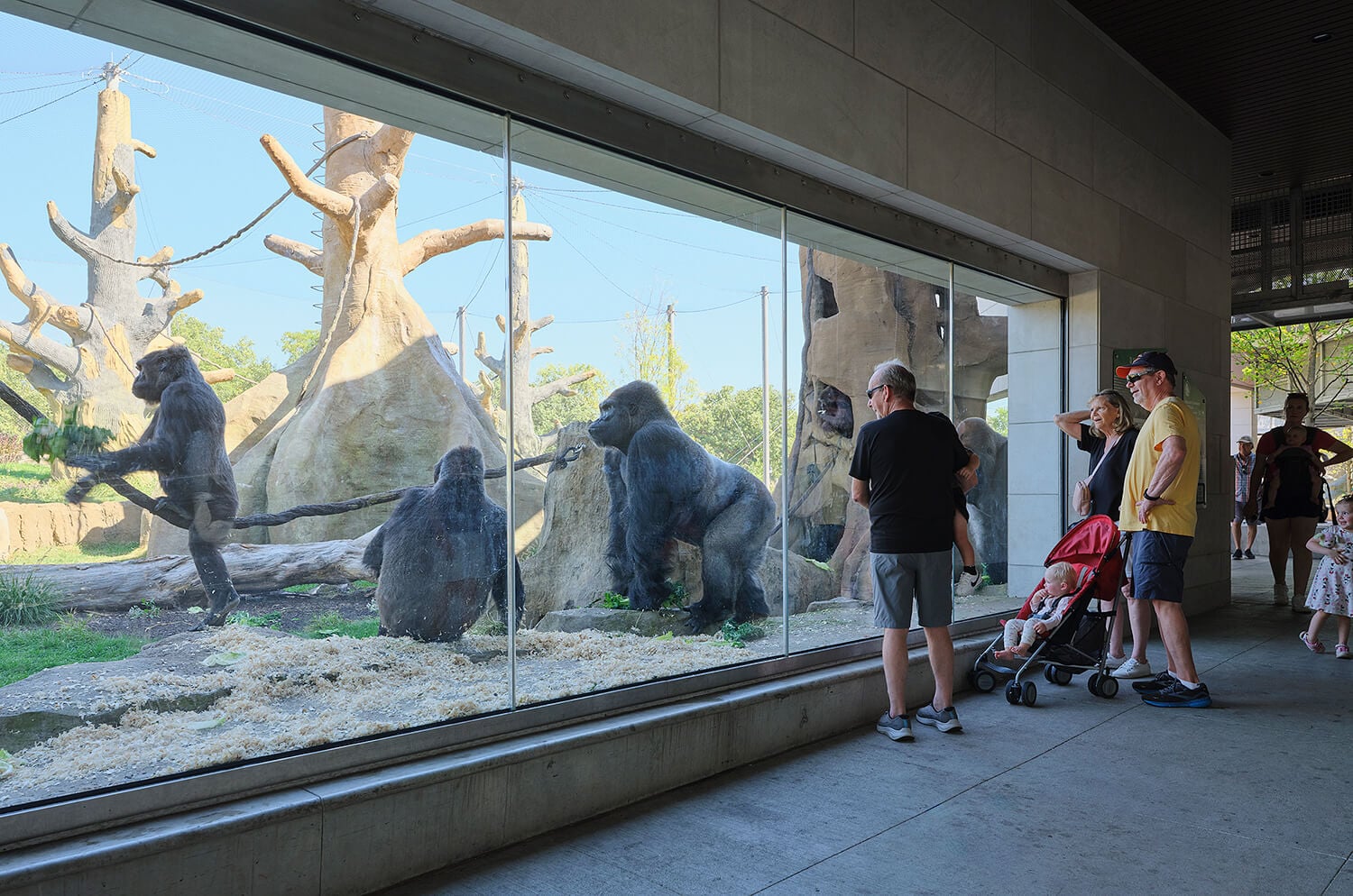 Gorilla viewing, outdoor habitat through glass Alt text: Visitors observe a group of gorillas through a large glass wall in an outdoor habitat with sculpted tree forms and rock features