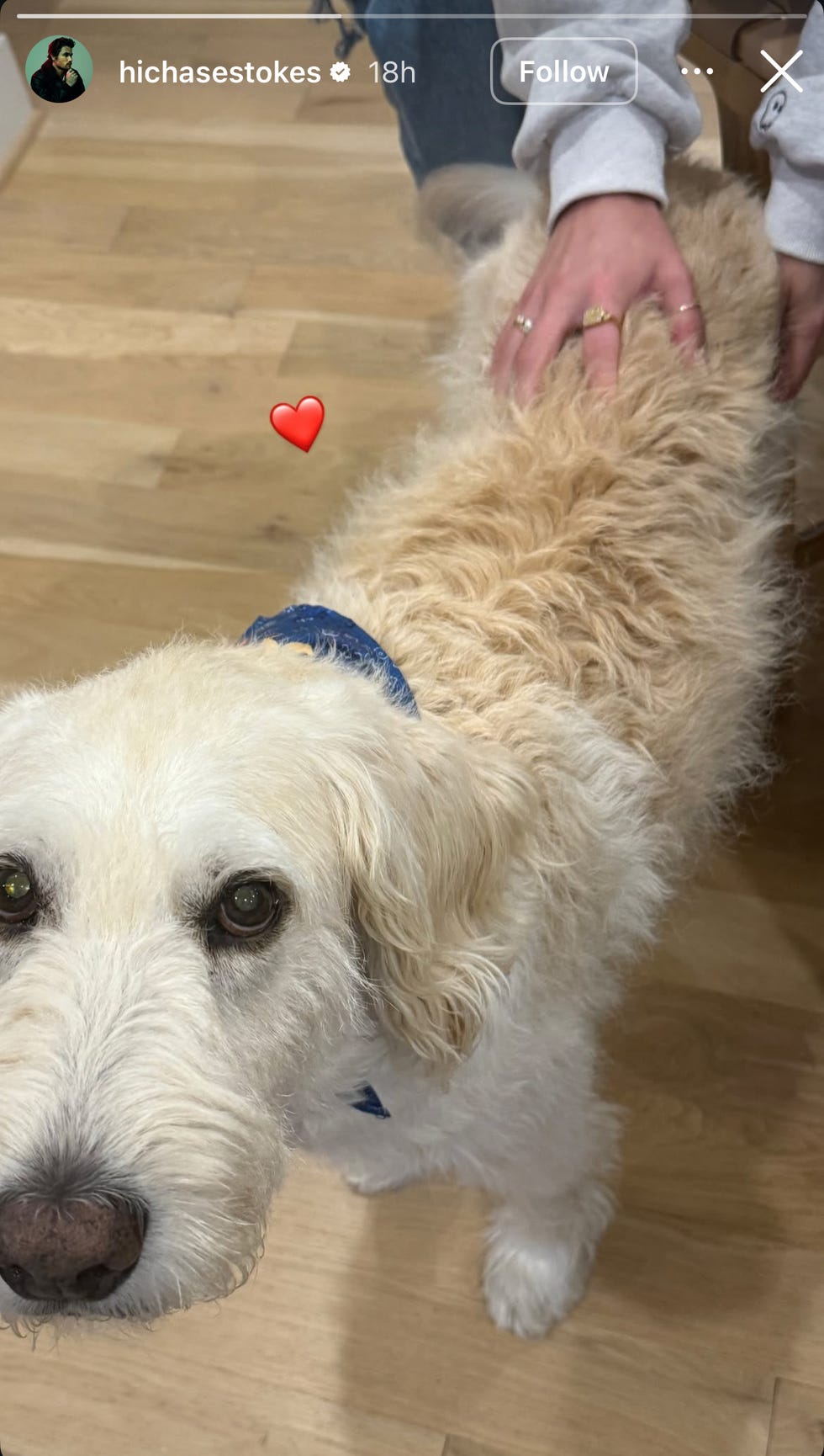 kelsea ballerini dog