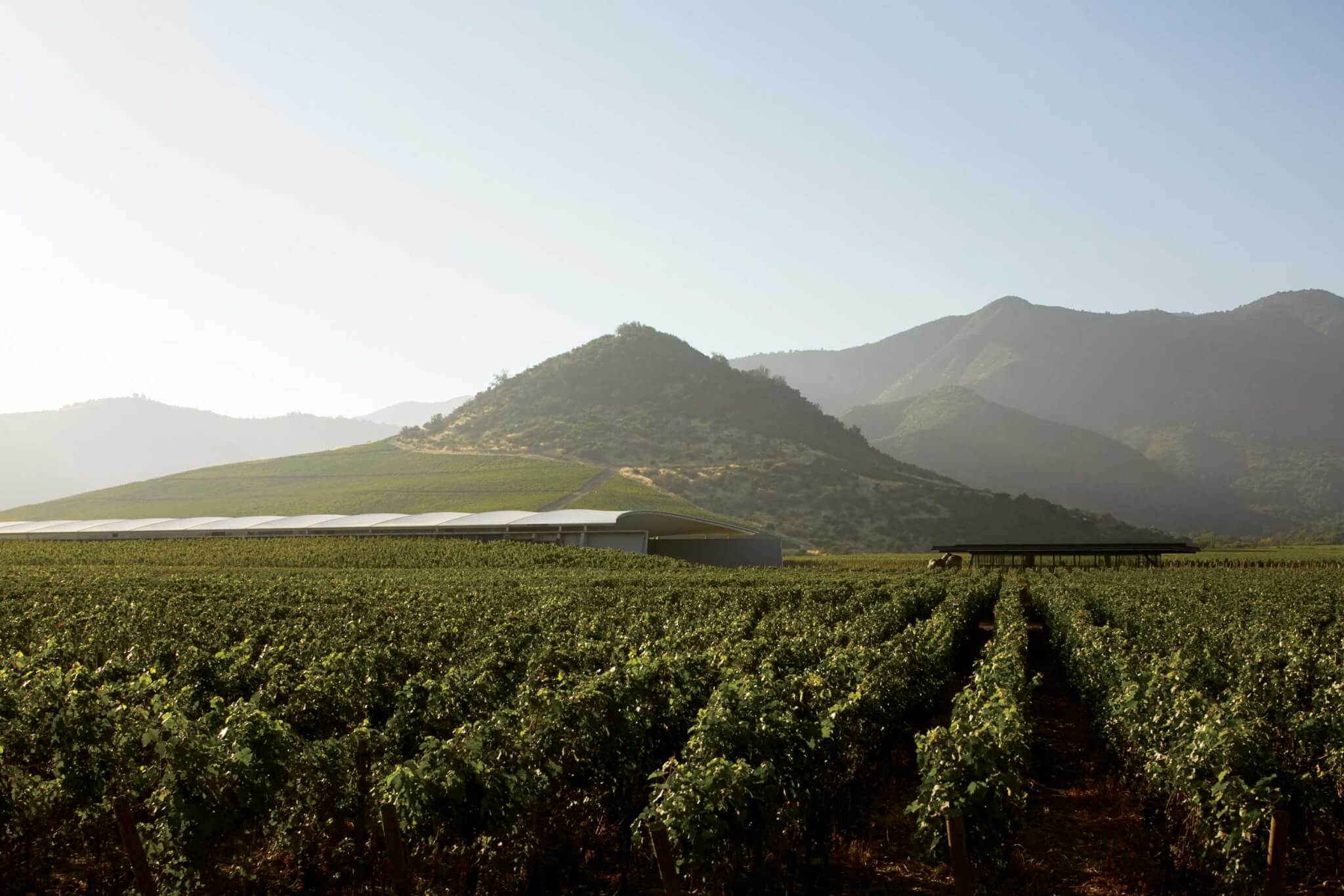 Vik Winery a low-lying building in a green vineyard